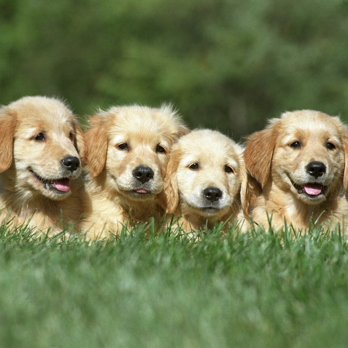 four-cute-golden-retriever-puppies-resting-grass-ground