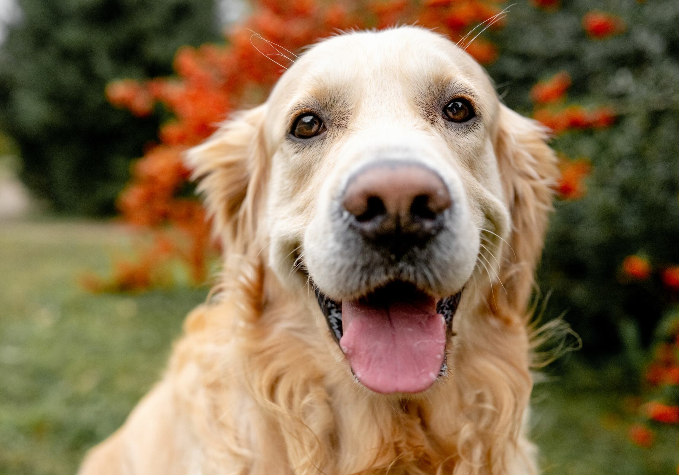 golden-retriever-dog-outdoors