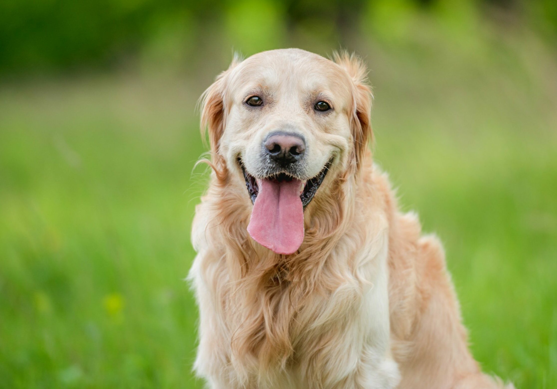 golden-retriever-dog-outdoors-summer