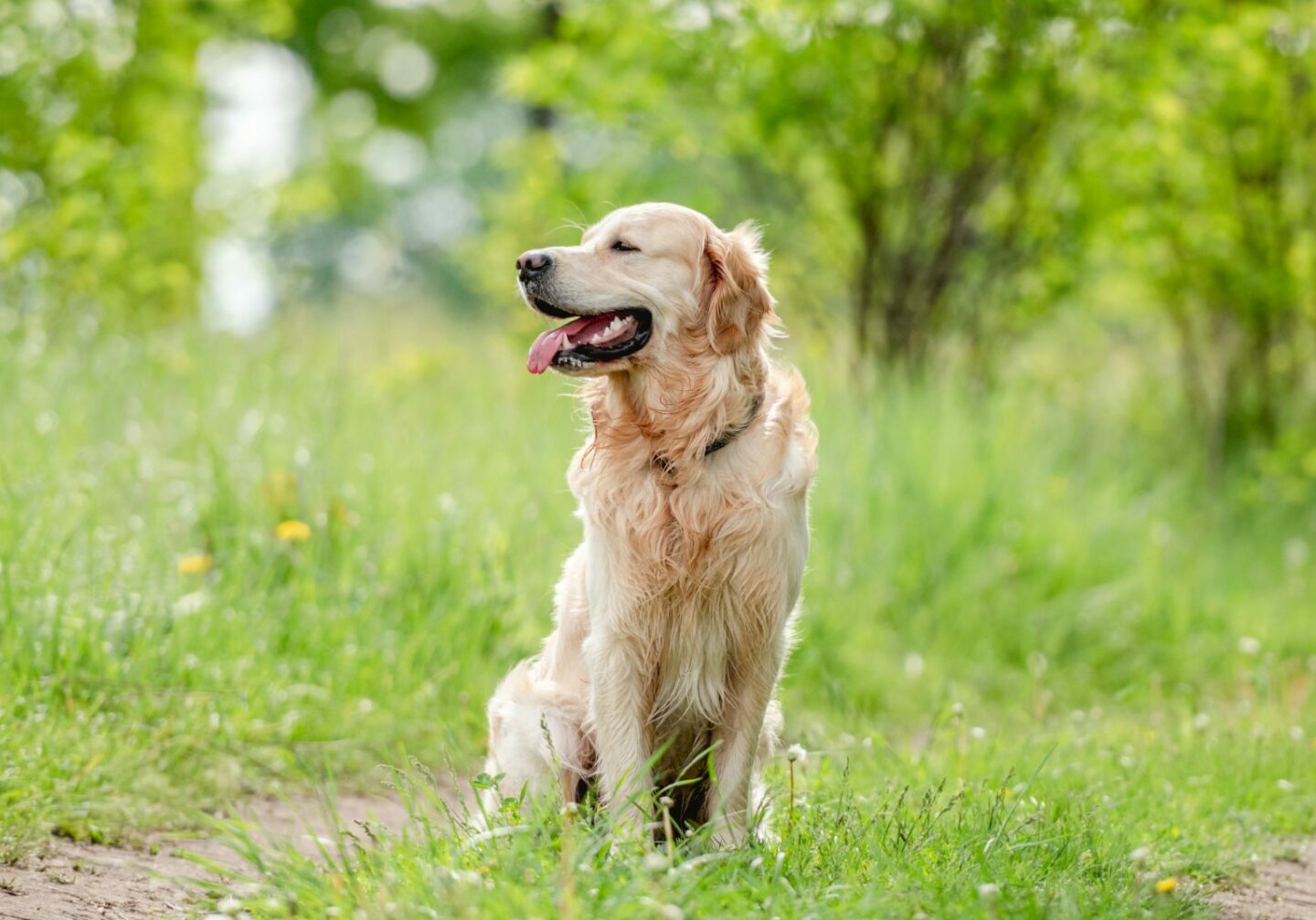 golden-retriever-dog-outdoors-summer2