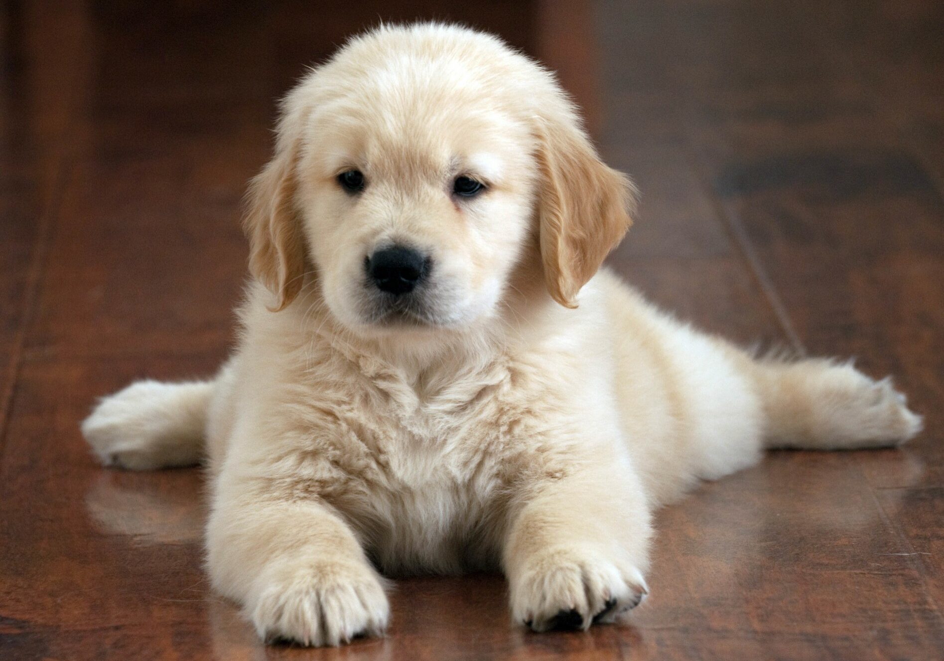 shallow-focus-shot-cute-golden-retriever-puppy-resting-floor